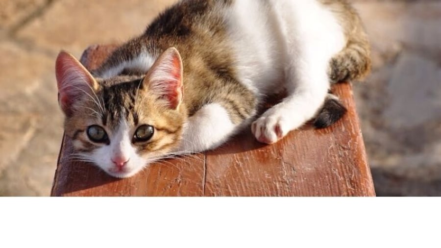 Sweet but timid kitten living at the church near the Heraion of Perachora.