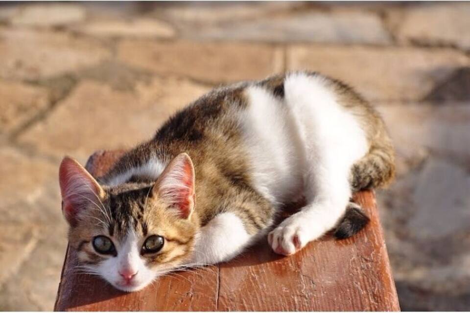 A cat lying on a wooden bench outdoors.