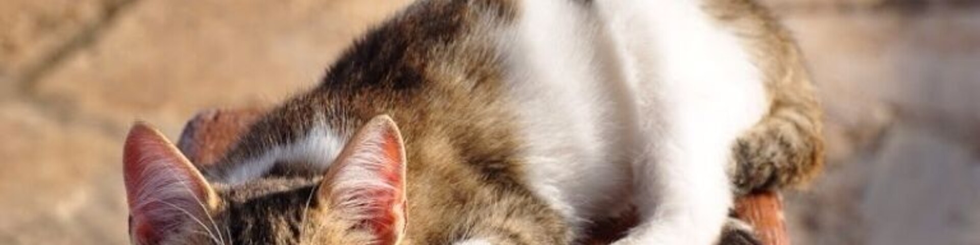 Sweet but timid kitten living at the church near the Heraion of Perachora.