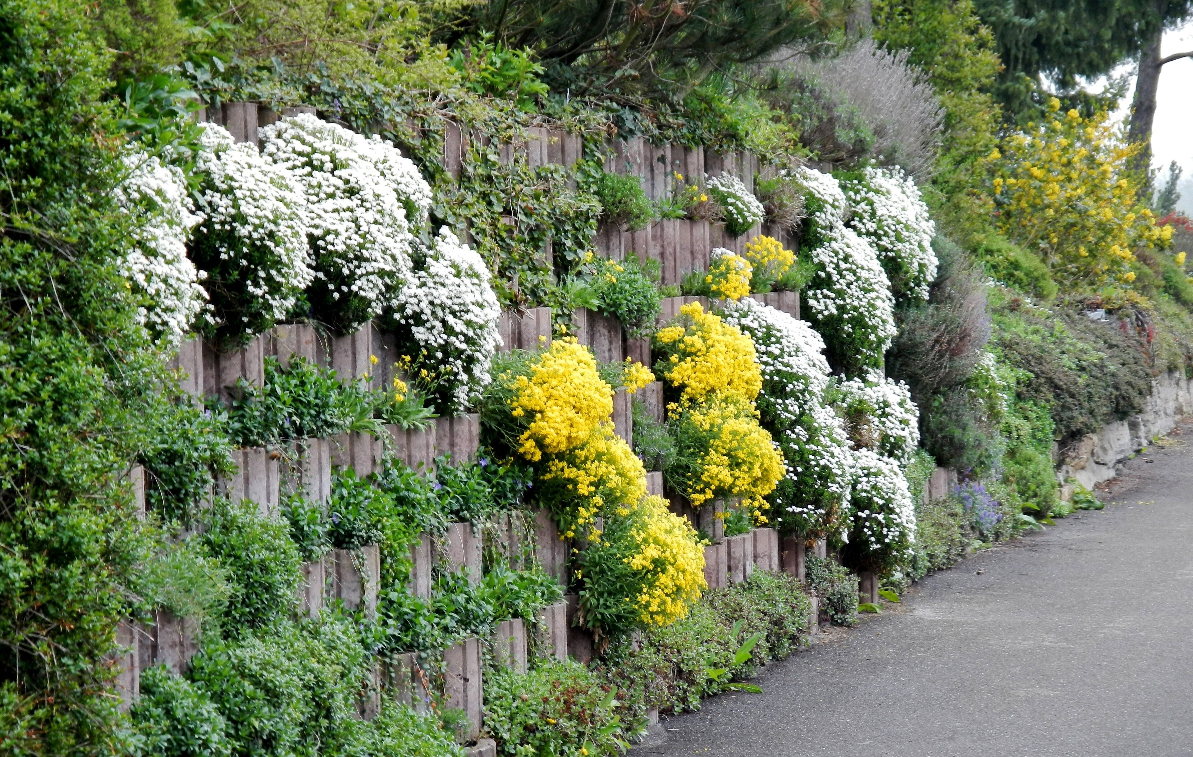 Mauer an der Mühlgasse in Dagersheim
