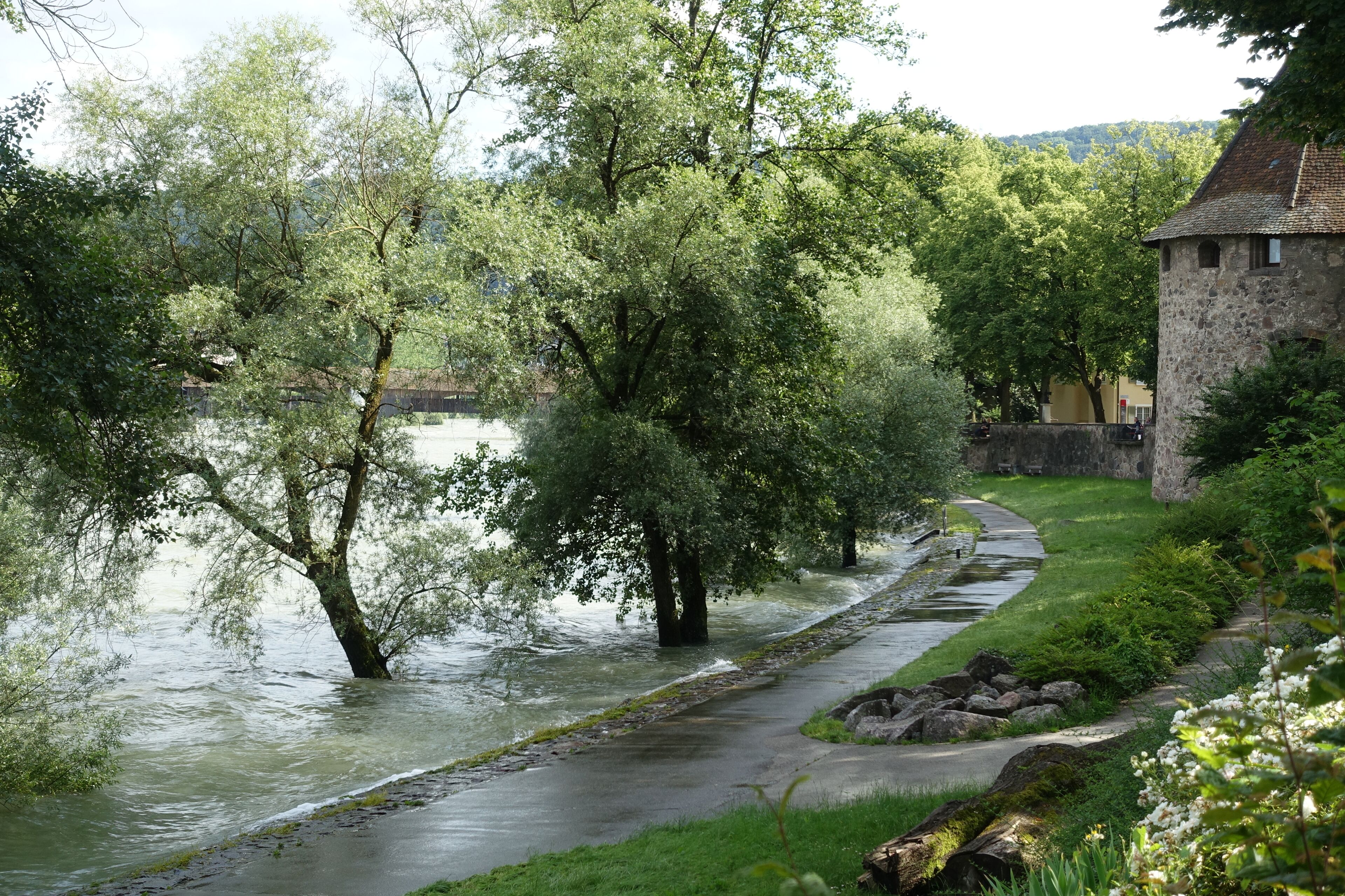 Rheinhochwasser Juni 2016