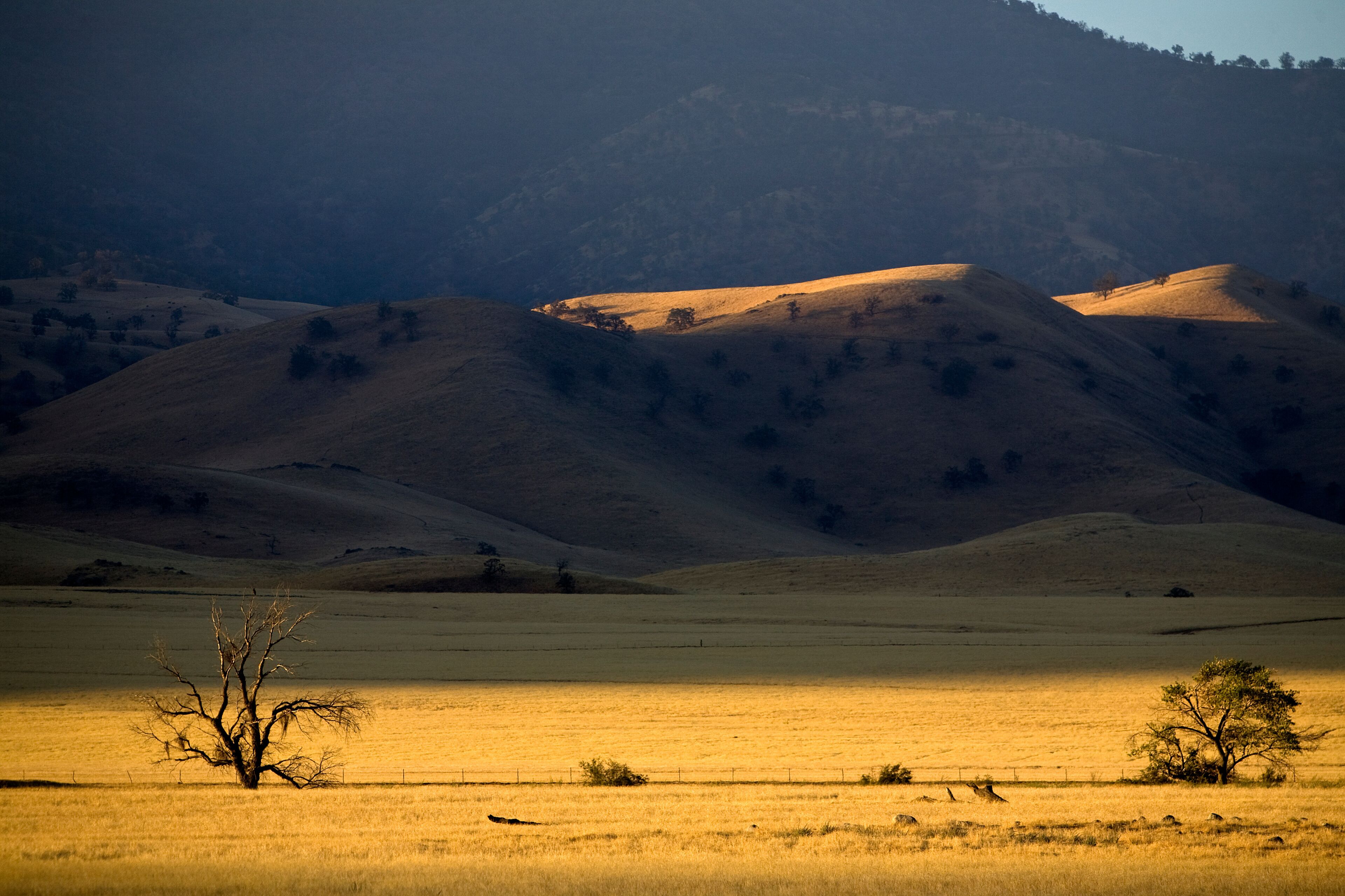 First light on the San Joaquin Valley grasslands on the Tejon Ranch, California.