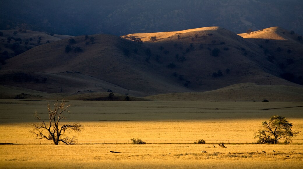 First light on the San Joaquin Valley grasslands on the Tejon Ranch, California.