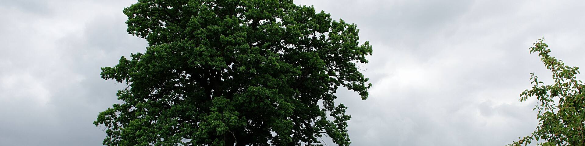JĂŒterbog in Brandenburg. Der Platz ist der Mittelpunkt des Ortsteils Kloster Zinna und der Webersiedlung. Der Platz ist Teil der Webersiedlung und somit denkmalgeschĂŒtzt. ZusĂ€tzlich ist die Friedenseiche ein Naturdenkmal. Rechts von der Friedenseiche befindet sich ein Denkmal fĂŒr Friedrich II., dem GrĂŒnder der Webersiedlung.