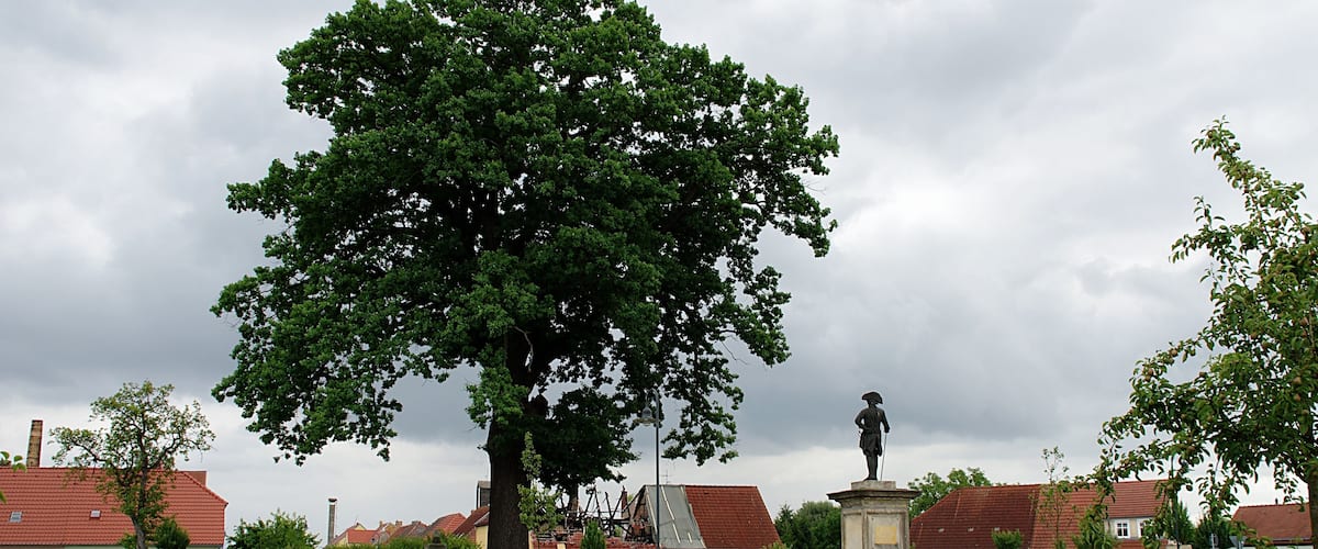 A large tree in a park with a statue in the foreground and houses in the background.