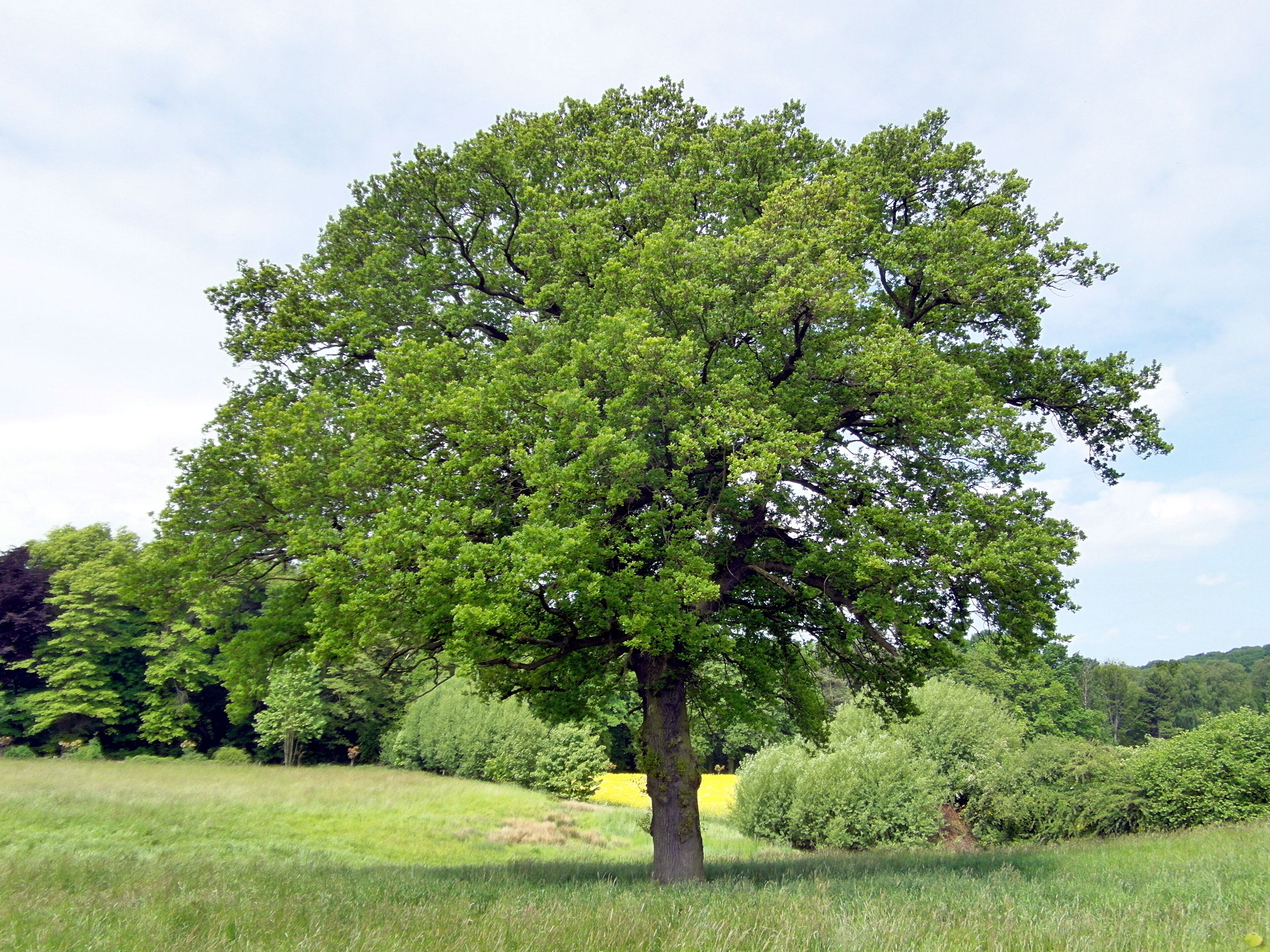 Das Naturdenkmal ND SHG 00023 Eiche im Erlengrund bei der Cecilienhöhe bei Bad Nenndorf