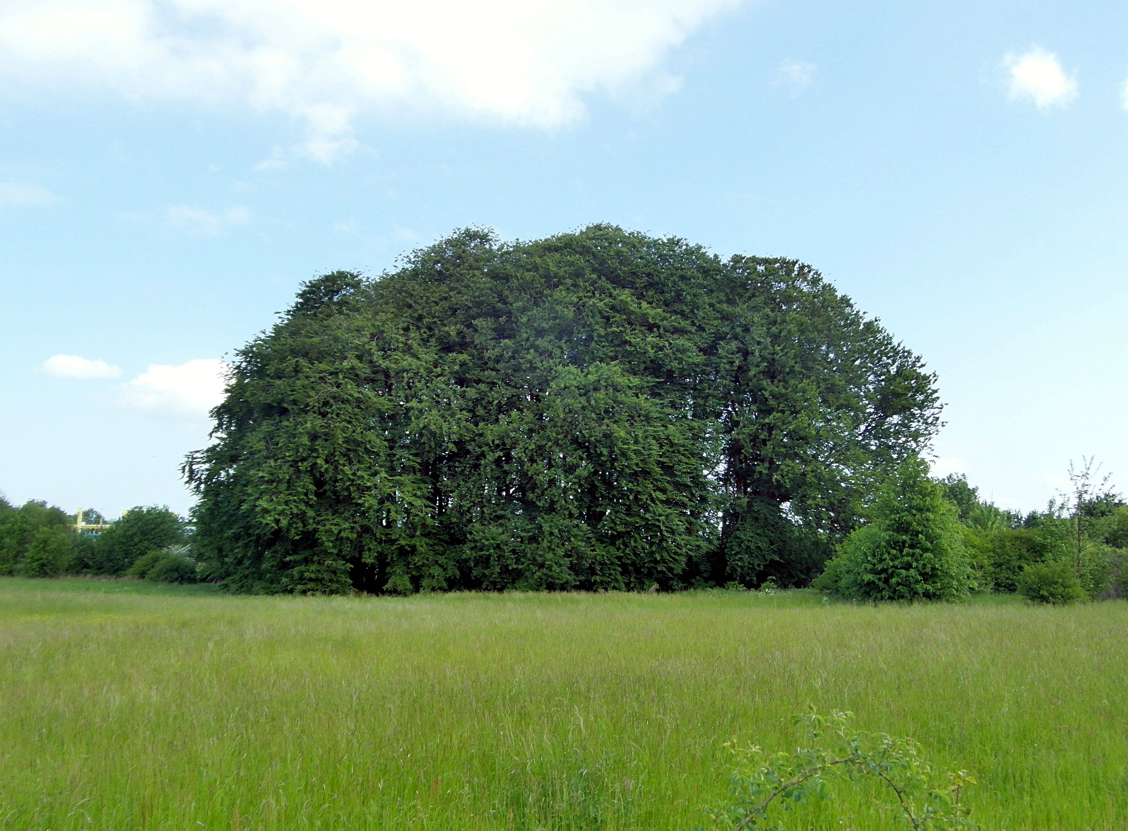 Die Buchengruppe zwischen der Autobahnanschlussstelle Bad Nenndorf und der Straße Piepmühle wird von Krähen bevölkert. (Naturdenkmal ND SHG 00025)