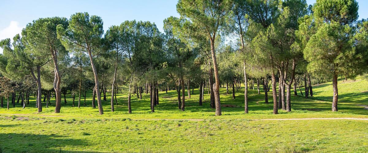 Mediterranean forest with pine trees on a field of grass and blue sky where the sun shines, Spain.
