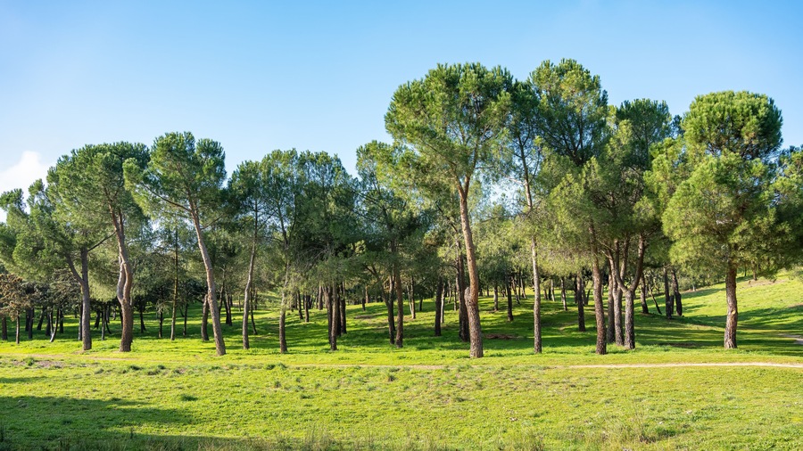 Mediterranean forest with pine trees on a field of grass and blue sky where the sun shines, Spain.