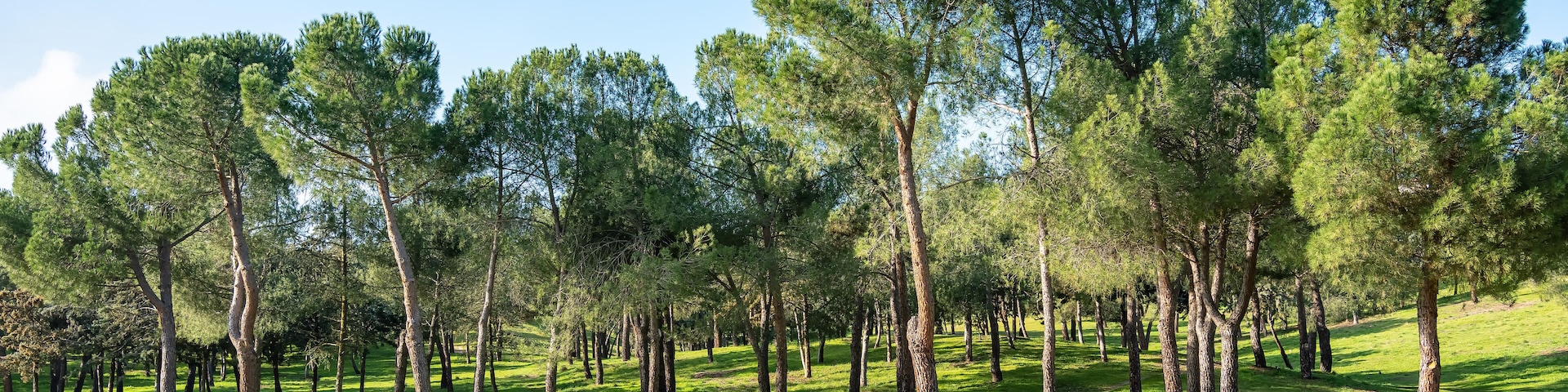 Mediterranean forest with pine trees on a field of grass and blue sky where the sun shines, Spain.