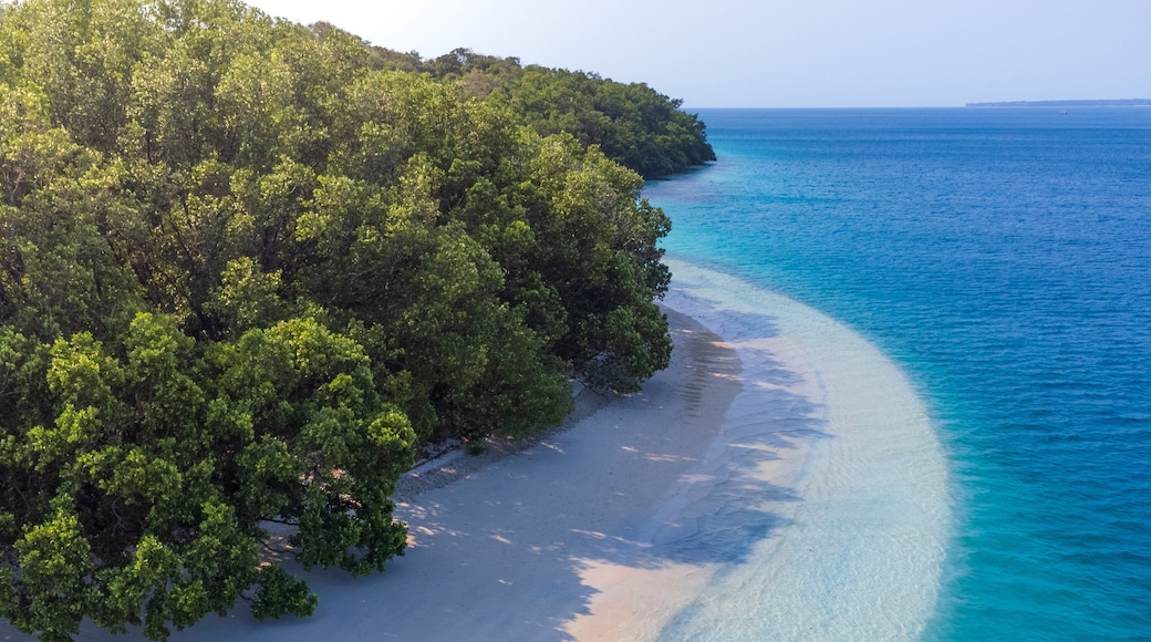 A beach with clear turquoise waters and dense green foliage on the left.