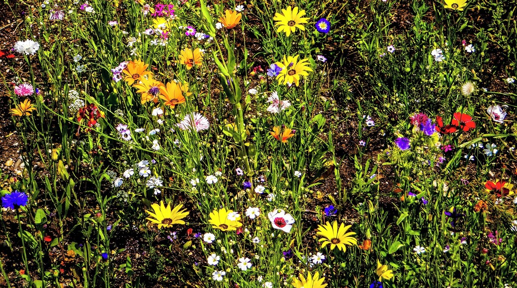 „Blumenfeld“ (Ansaat einjähriger Blütenpflanzen/Mischung) auf der Brache einer Straßenbaustelle nahe Puchheim Ort