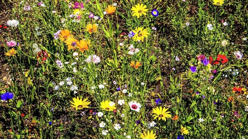 „Blumenfeld“ (Ansaat einjähriger Blütenpflanzen/Mischung) auf der Brache einer Straßenbaustelle nahe Puchheim Ort
