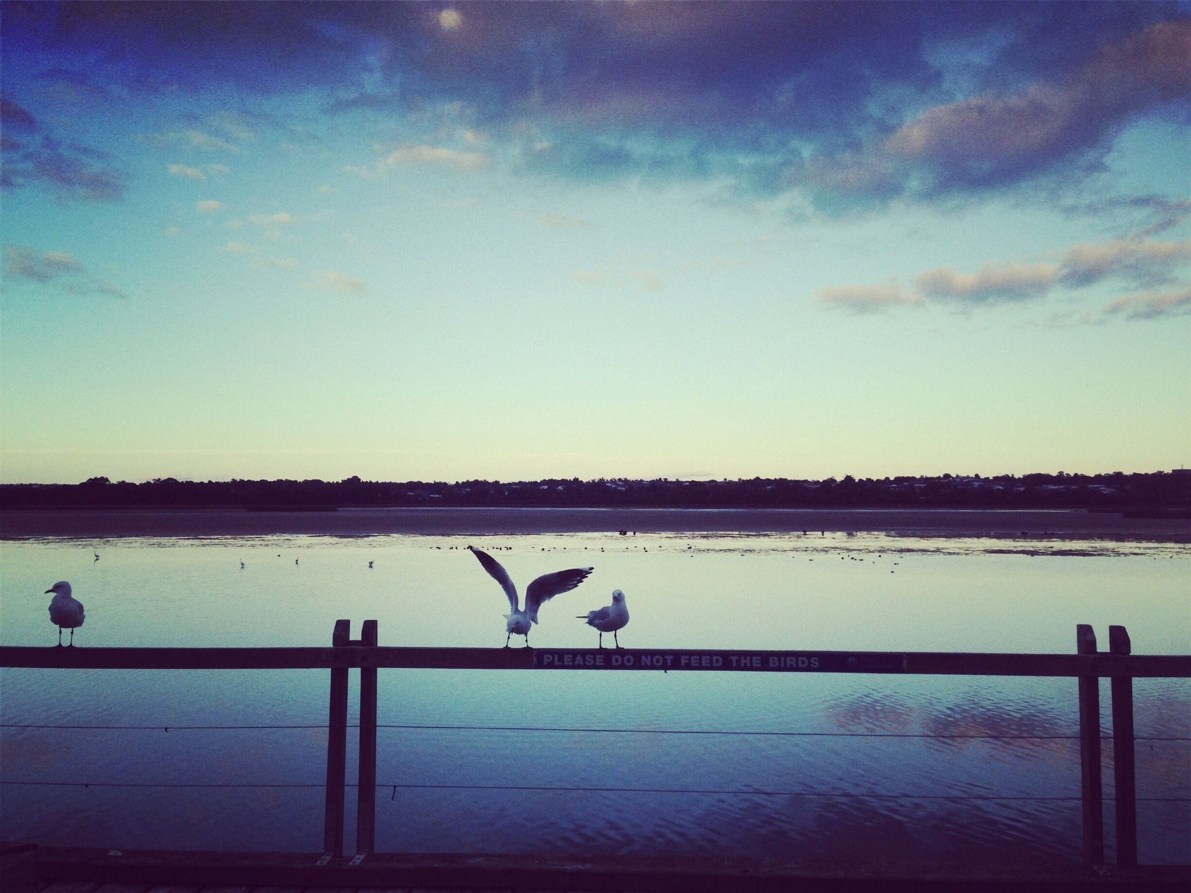 Really love this wetland.