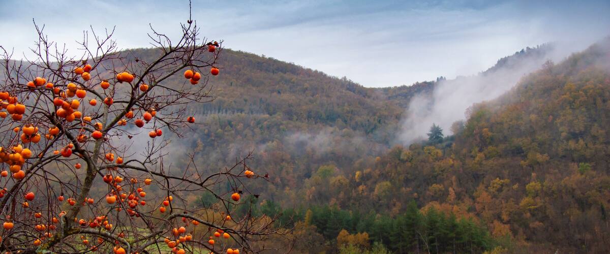 A tree with orange fruits, a misty mountain, and autumn-colored trees.