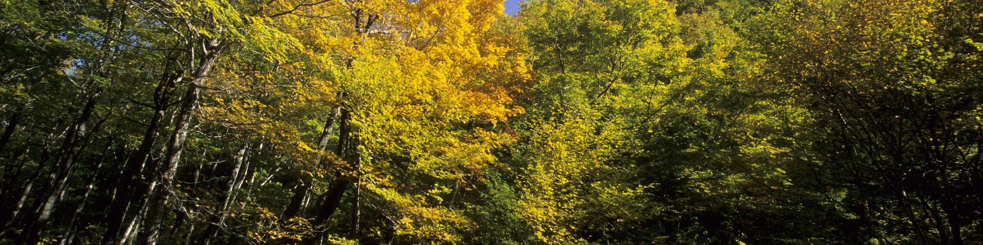 Fall coloured forest at Smugglers Notch Vermont New England USA