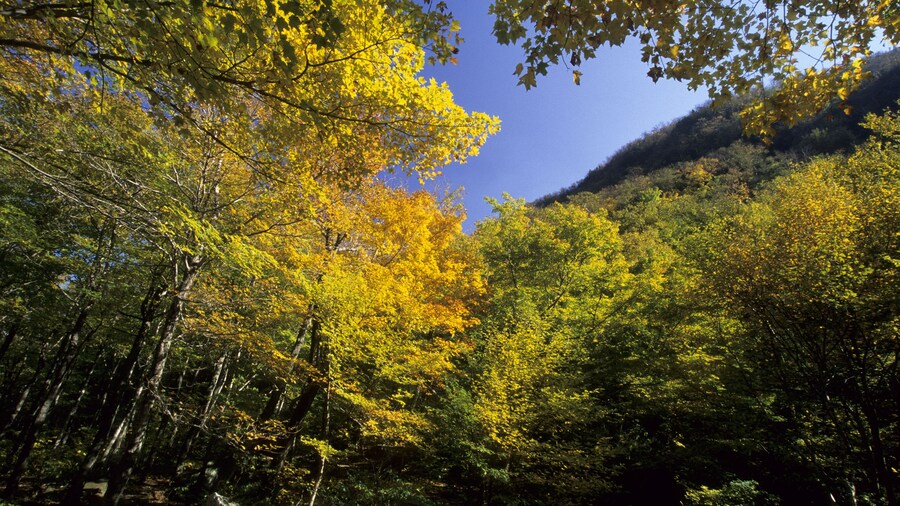 Fall coloured forest at Smugglers Notch Vermont New England USA