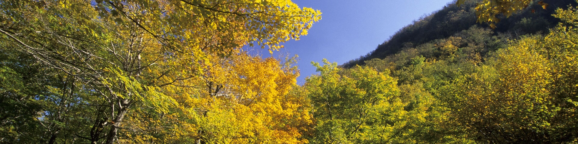 Fall coloured forest at Smugglers Notch Vermont New England USA