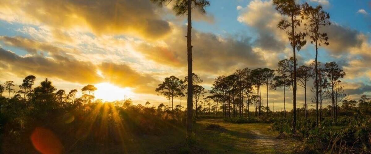 Golden hour just before sunset at Estero Bay Preserve State Park. 
#GoldenHour