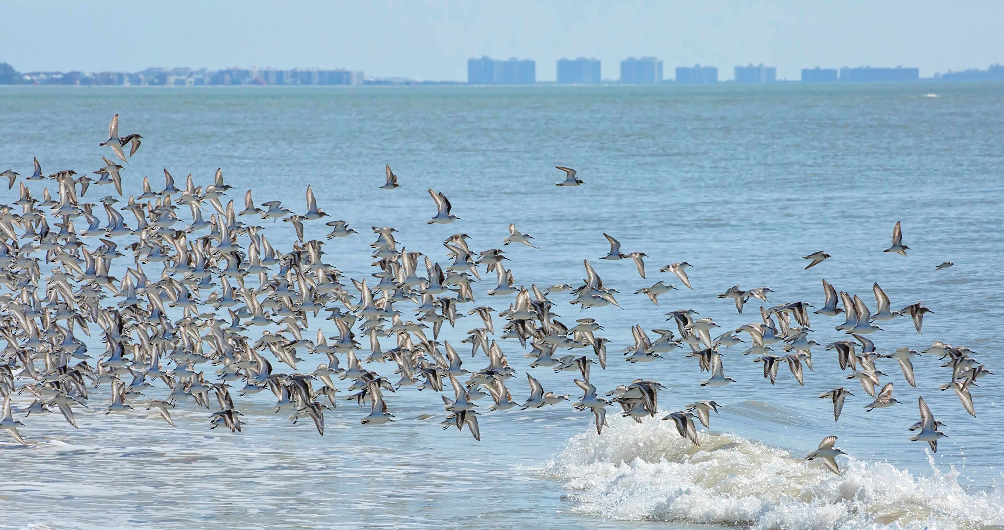 Hundreds of sanderlng birds fly together causing a murmuration along the surf on Estero Island near Fort Myers Beach.