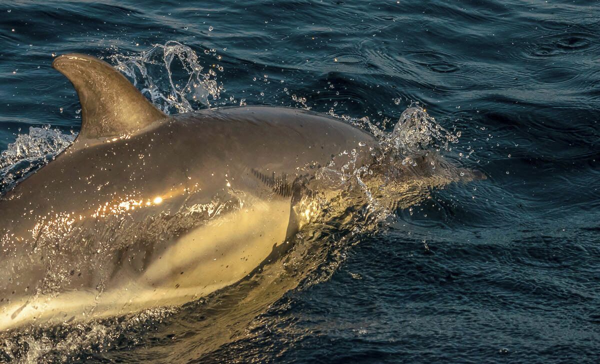 #goldenhour glow on a dolphin in the late afternoon while out #whalewatching in Baltimore Co. Cork.