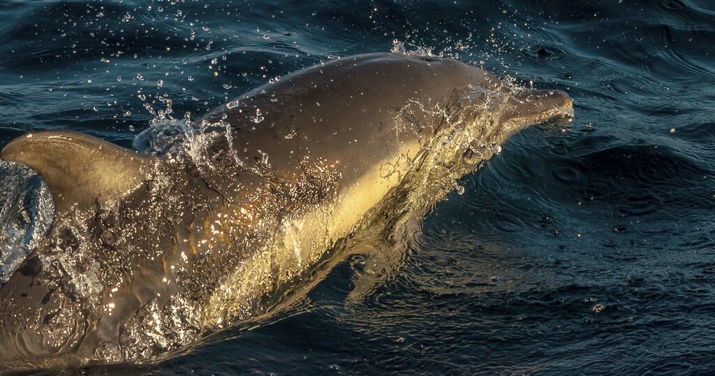 While Whale watching of the coast of West Cork with Nic Slocum of Whale Watch West Cork we didn't find any whales. However we saw plenty seals, birds and short-beaked Atlantic dolphins. This one was one of the last, glowing in the afternoon light in late September. #Waterlust