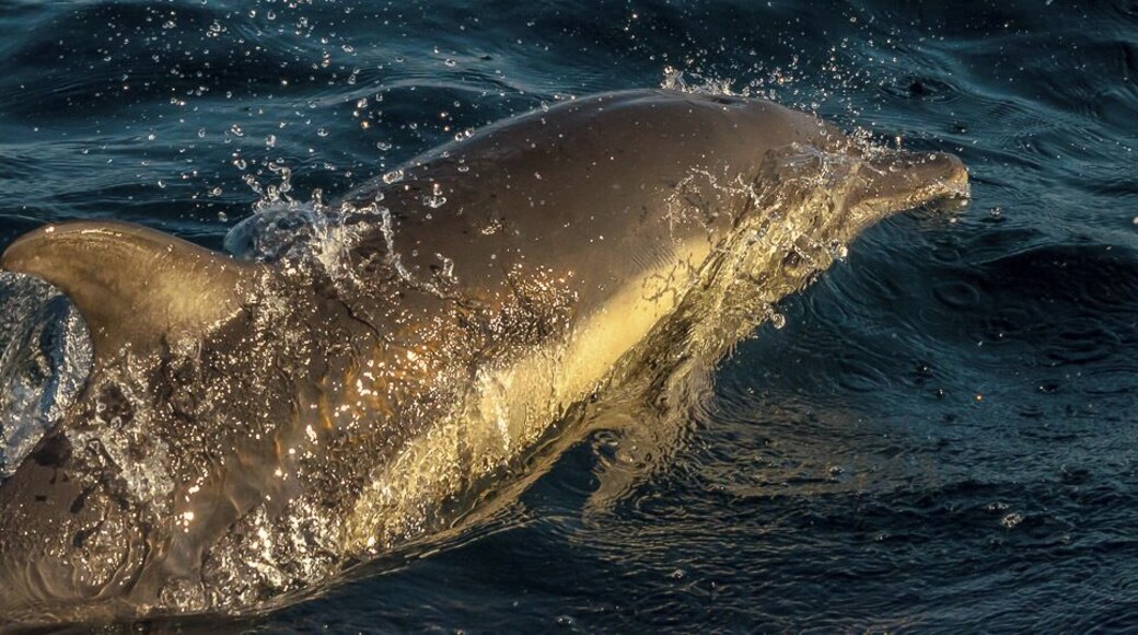 While Whale watching of the coast of West Cork with Nic Slocum of Whale Watch West Cork we didn't find any whales. However we saw plenty seals, birds and short-beaked Atlantic dolphins. This one was one of the last, glowing in the afternoon light in late September. #Waterlust