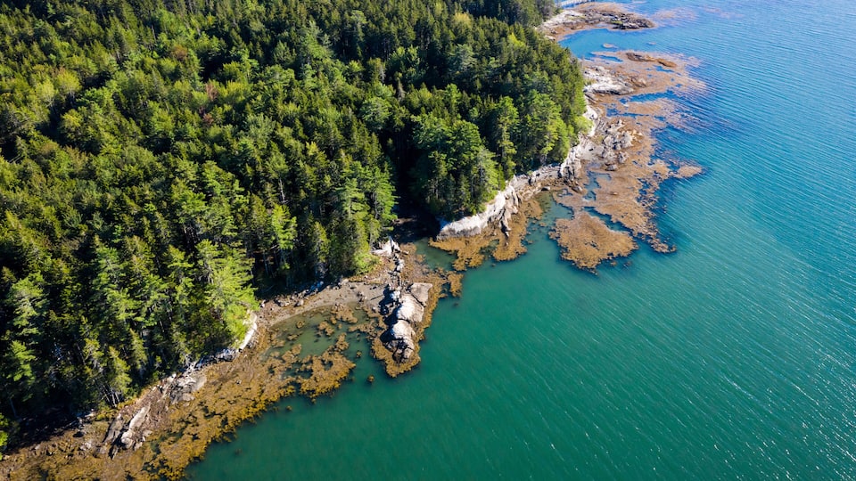An aerial view of a coastal forest with dense green trees and rocky shoreline.