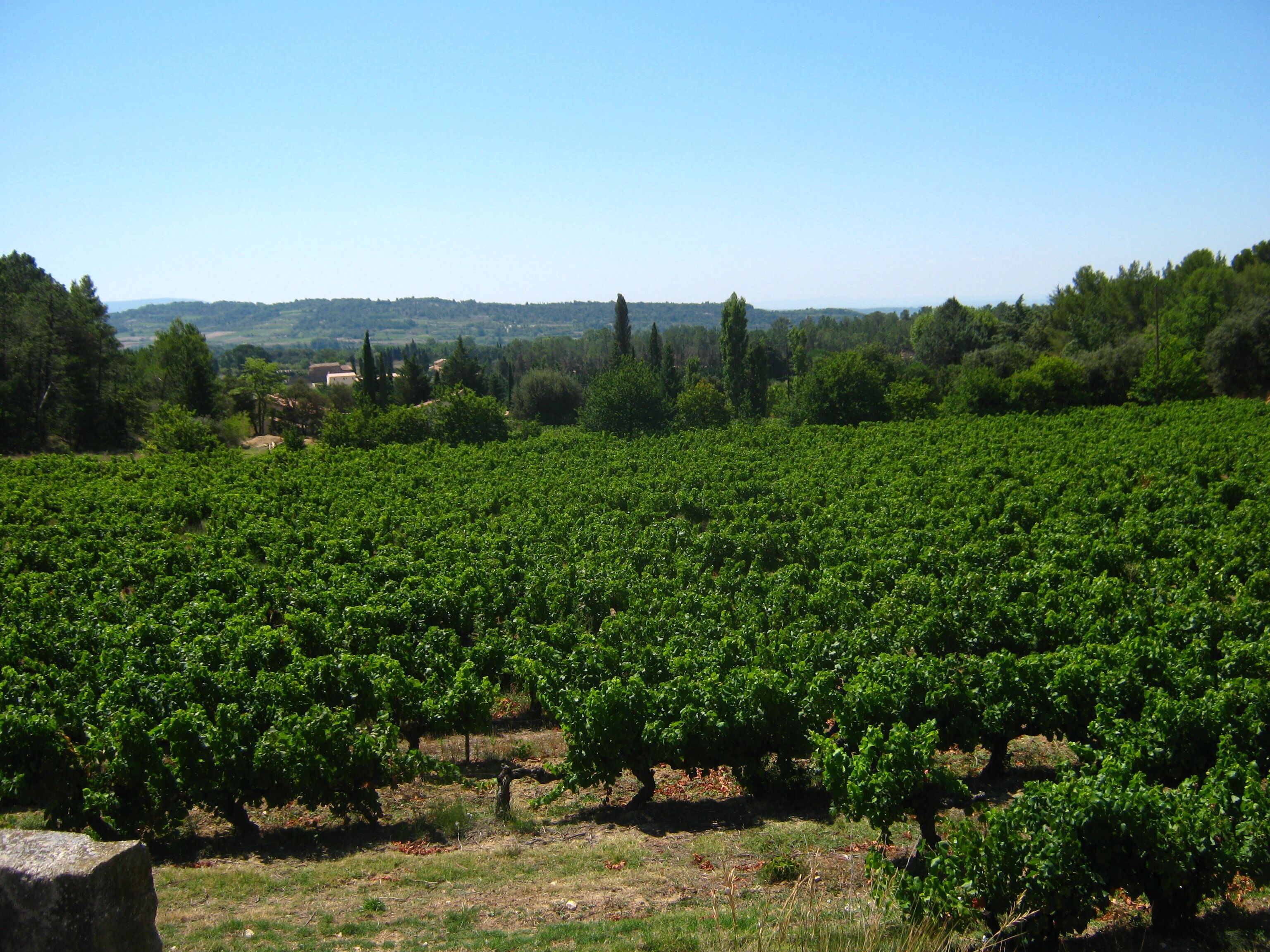 Vignes au pied du Ventoux
