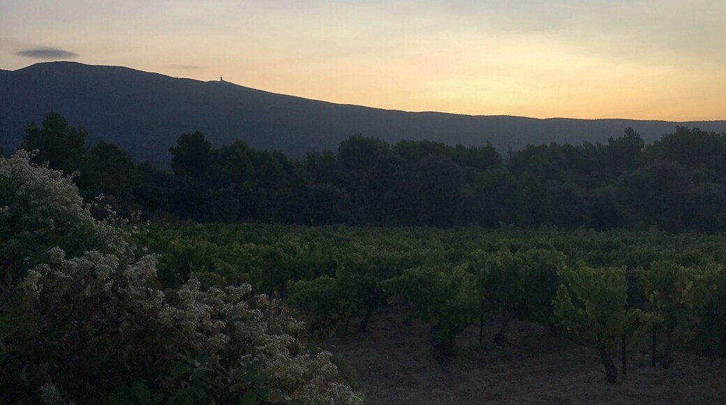Dawn at the foot of Mont Ventoux, near Bédoin.