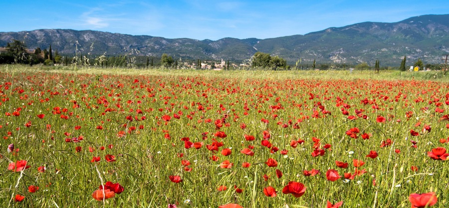 JG64NX poppy field in Provence