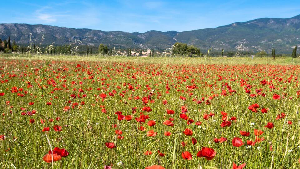 A field of red poppies with mountains in the background.