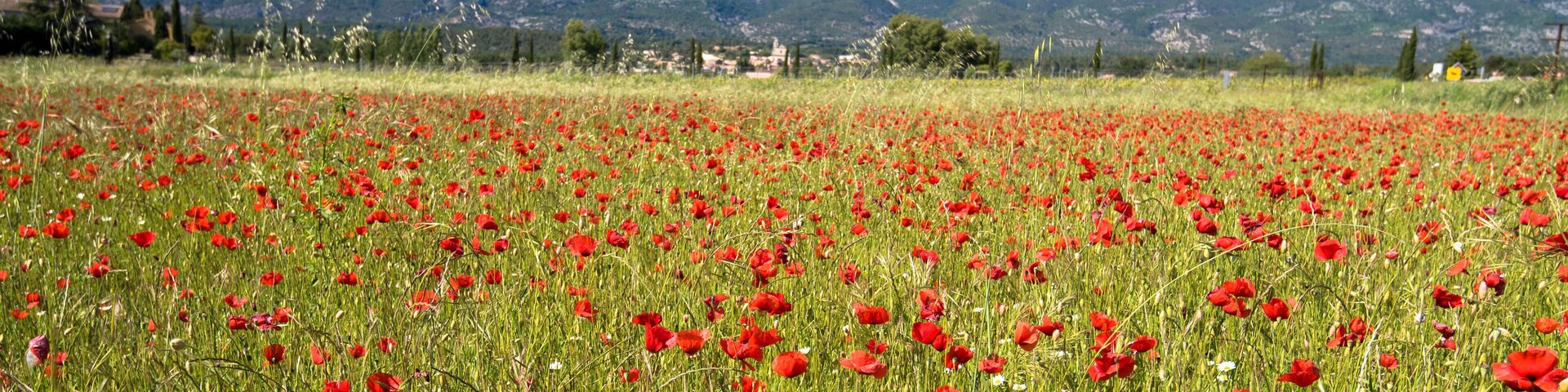 JG64NX poppy field in Provence