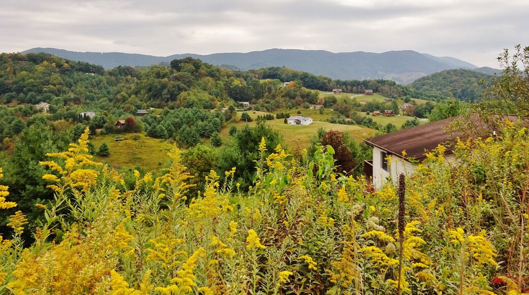 Another #hiddentreasure of Appalachia is this view from Vilas Overlook. I managed to snap a picture at the perfect time—the leaves are changing colors, the goldenrod is in full-bloom, and the cloudy sky is covering the hills like a blanket. That’s right—not even the cloudy skies can diminish the incredible view that this is. I found it on my way to Trashcan Falls, and it is up a dirt road. The view was different than other overlooks like Thunderhill and Howard’s Knob in my opinion because this one was nestled right in a residential area. You can even see the house I had to park above to get this shot! Luckily it was a lazy Sunday and nobody seemed to notice I was there—they were all probably napping after church! #appalachianechoes
#vilas #overlook #appalachia #mountains