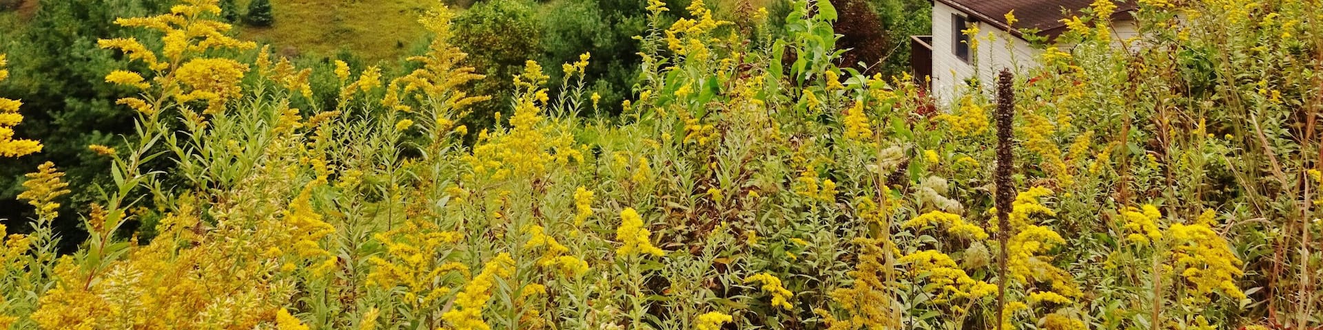 Another #hiddentreasure of Appalachia is this view from Vilas Overlook. I managed to snap a picture at the perfect time—the leaves are changing colors, the goldenrod is in full-bloom, and the cloudy sky is covering the hills like a blanket. That’s right—not even the cloudy skies can diminish the incredible view that this is. I found it on my way to Trashcan Falls, and it is up a dirt road. The view was different than other overlooks like Thunderhill and Howard’s Knob in my opinion because this one was nestled right in a residential area. You can even see the house I had to park above to get this shot! Luckily it was a lazy Sunday and nobody seemed to notice I was there—they were all probably napping after church! #appalachianechoes
#vilas #overlook #appalachia #mountains