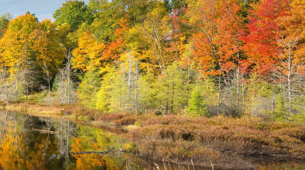 A panoramic view of the vivid fall colors along the shoreline of a secluded Northwoods lake. Vilas County, WI.
