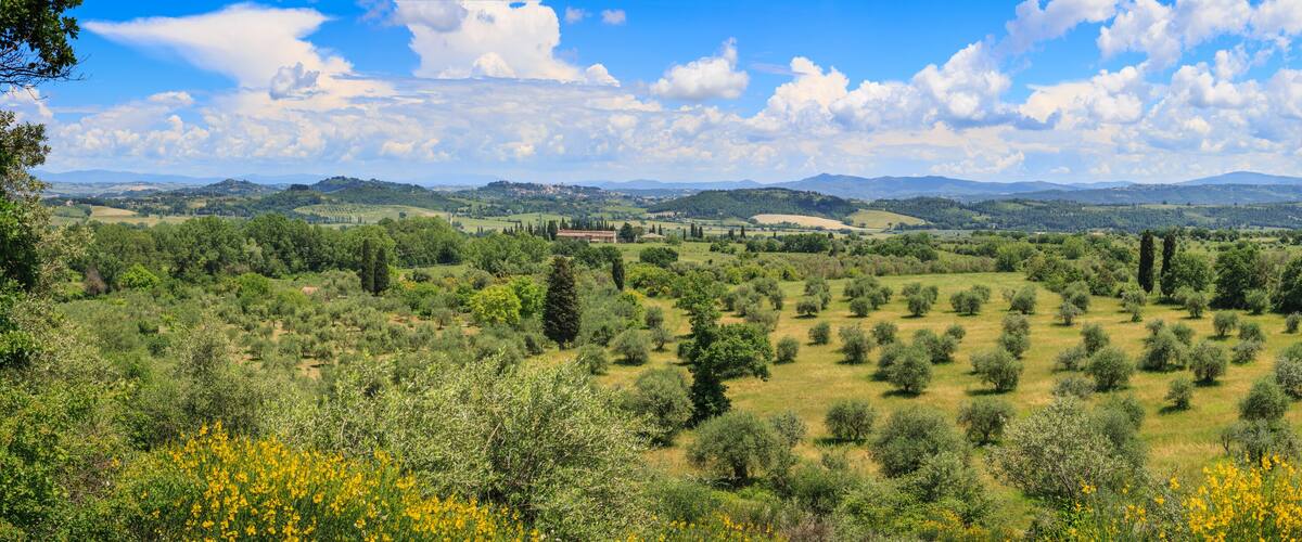 A lush landscape with olive groves, rolling hills, and scattered trees under a clear blue sky.