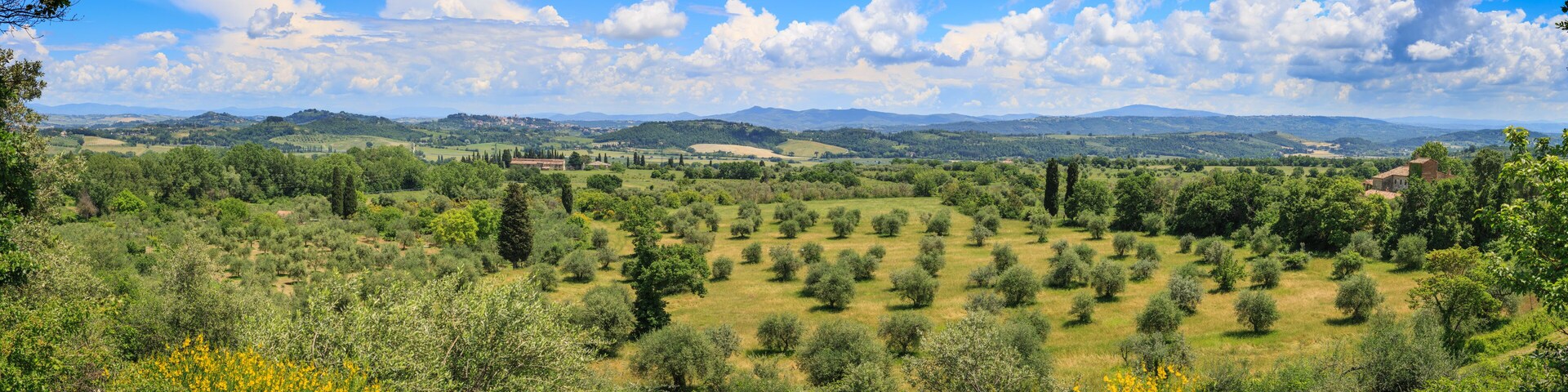 A lush landscape with olive groves, rolling hills, and scattered trees under a clear blue sky.