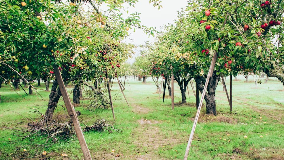 An orchard with rows of apple trees bearing red and green apples.