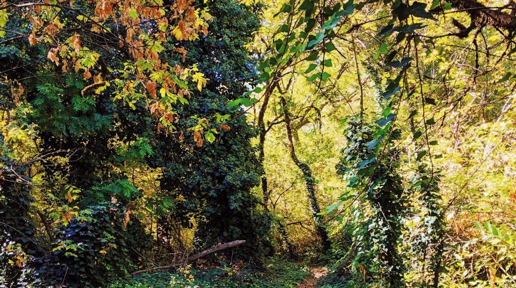 Although this little area can be crowded during peak seasons, when we visited on a weekday, we had it to ourselves. Come explore trails through lush growth, leading to picturesque river sides. #Trovember
