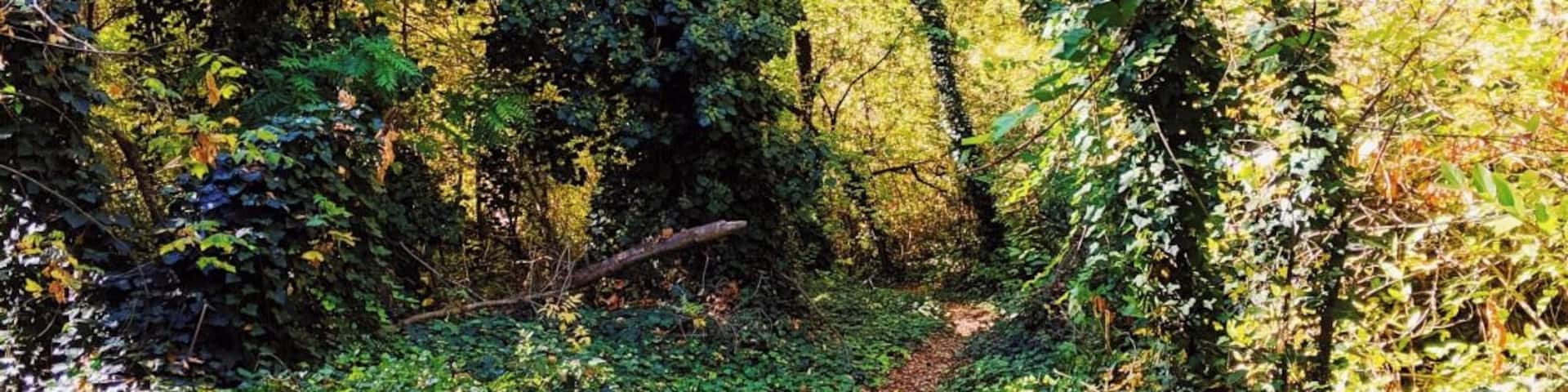 Although this little area can be crowded during peak seasons, when we visited on a weekday, we had it to ourselves. Come explore trails through lush growth, leading to picturesque river sides. #Trovember