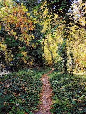 Although this little area can be crowded during peak seasons, when we visited on a weekday, we had it to ourselves. Come explore trails through lush growth, leading to picturesque river sides. #Trovember