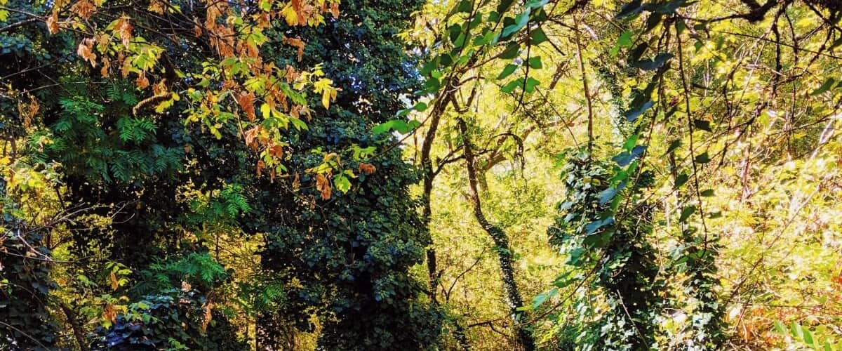 A forest path surrounded by dense foliage and trees with autumn leaves.