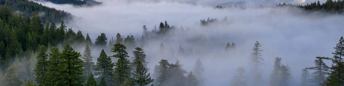 Fog in the forest aerial