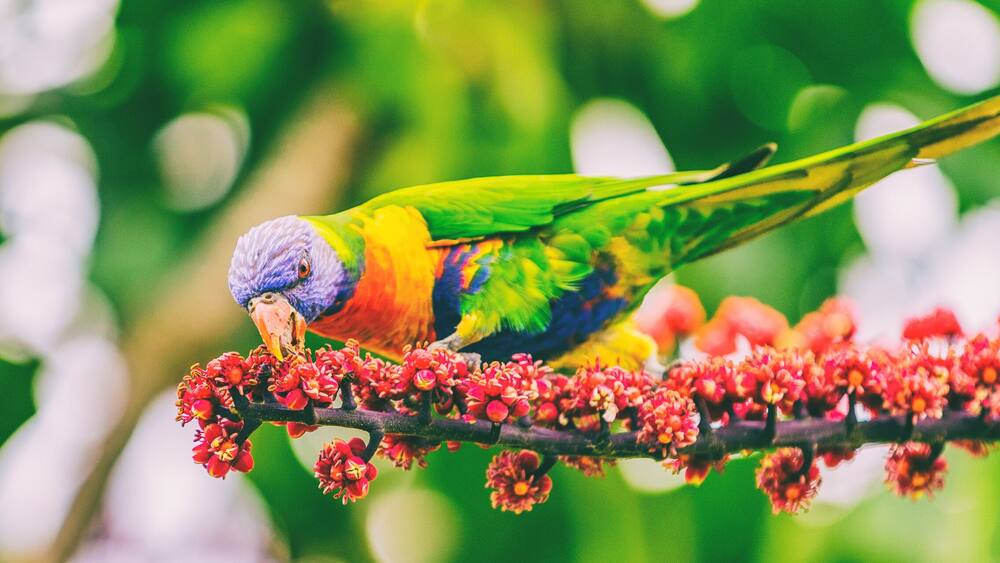 Rainbow lorikeet eating flower buds off tree branch in nature wilderness park in Sydney, Australia panoramic banner. Wild parrot bird animal.