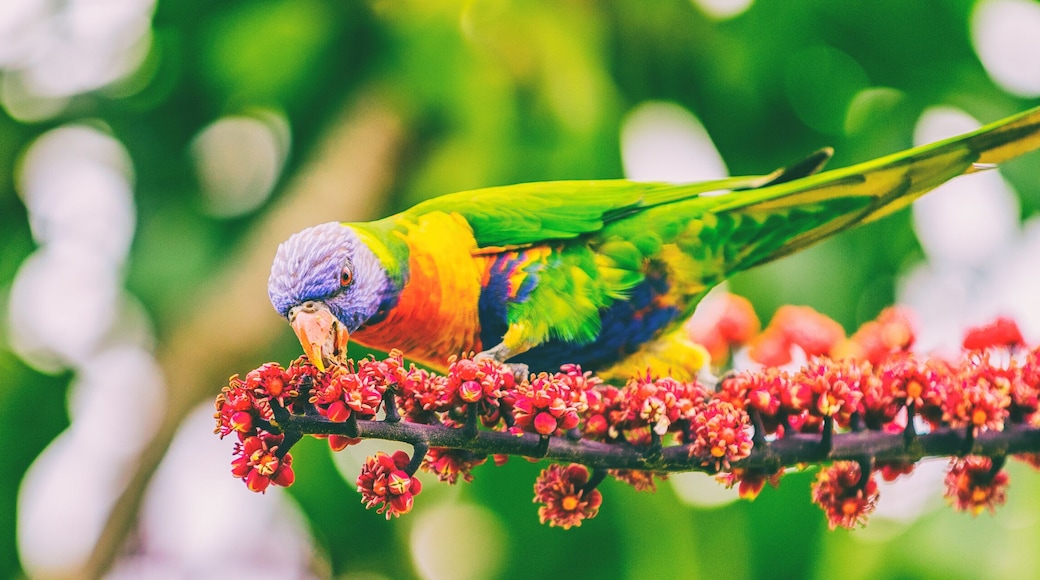 Rainbow lorikeet eating flower buds off tree branch in nature wilderness park in Sydney, Australia panoramic banner. Wild parrot bird animal.