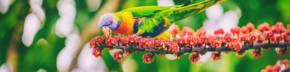 Rainbow lorikeet eating flower buds off tree branch in nature wilderness park in Sydney, Australia panoramic banner. Wild parrot bird animal.