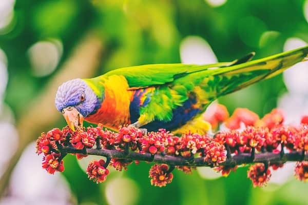 Rainbow lorikeet eating flower buds off tree branch in nature wilderness park in Sydney, Australia panoramic banner. Wild parrot bird animal.