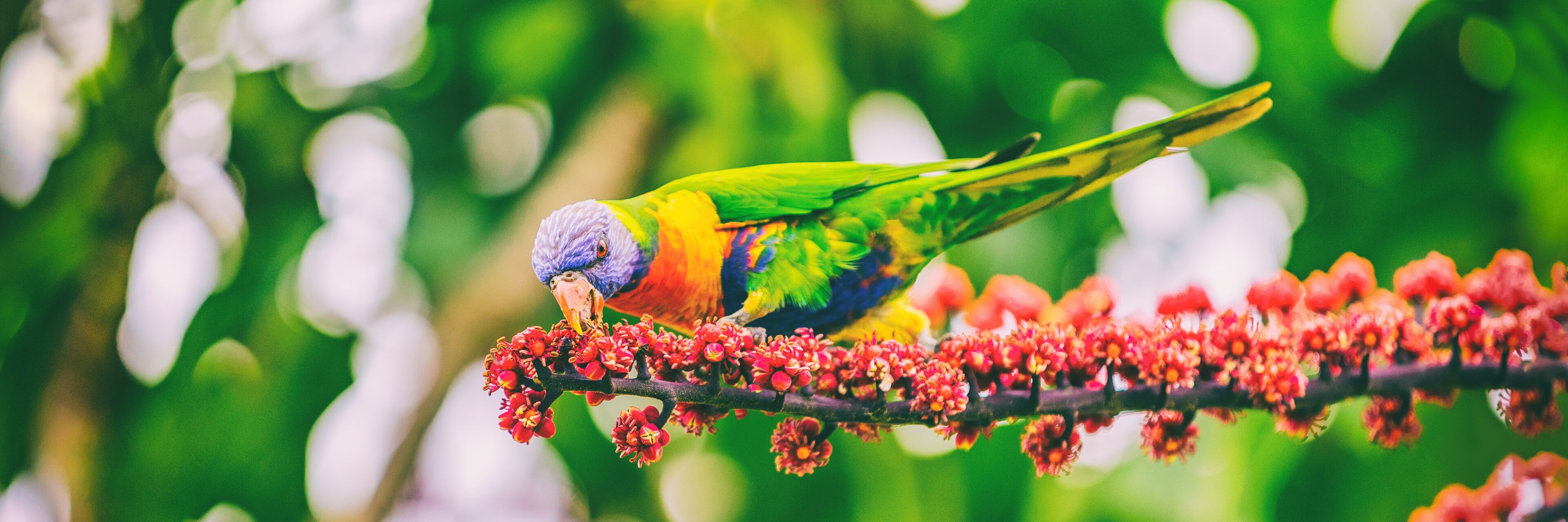 A colorful parrot perched on a branch with red flowers.