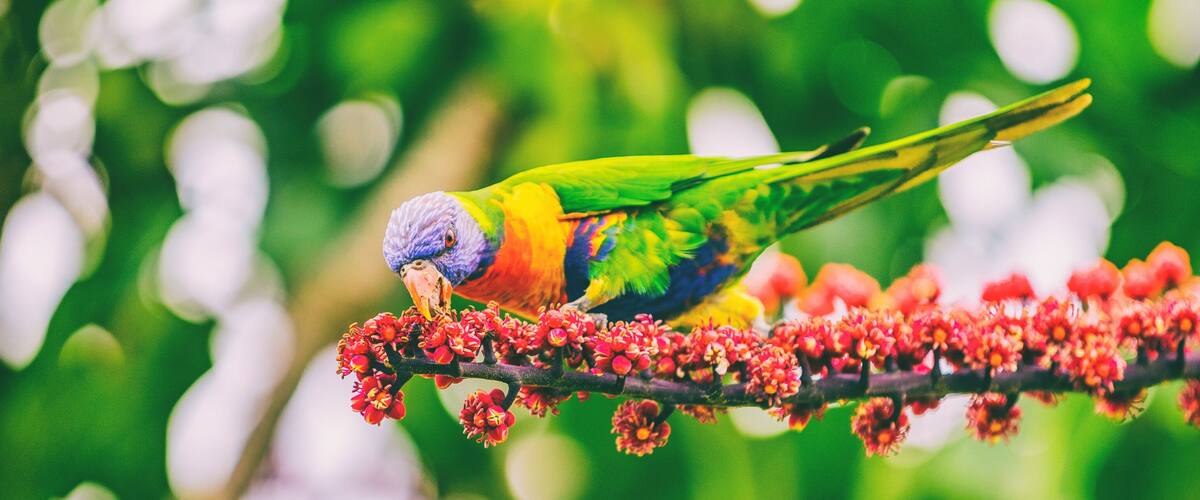 A colorful parrot perched on a branch with red flowers.